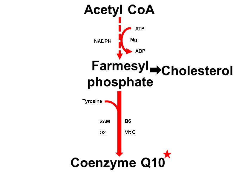 Acetyl CoA Farmesyl phosphate Cholesterol Coenzyme Q10     ATP  Mg